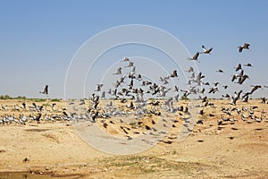 Flock of demoiselle crains flying in blue sky, Rajasthan, India