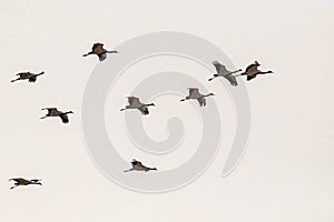 A Flock of Demoiselle Crane flying