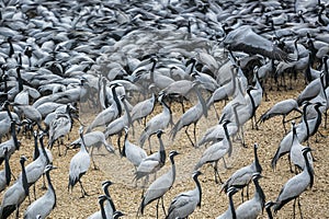 Flock of Demoiselle Crane, India