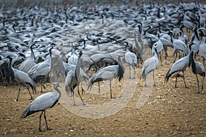 Flock of Demoiselle Crane, India