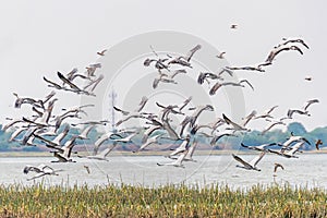 A flock of Demoiselle Cranes