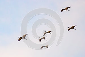 A Flock of Demoiselle Cranes flying