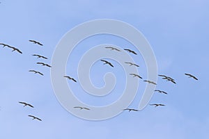 A Flock of Demoiselle Cranes going away