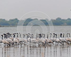 Flock of Demoiselle Cranes gracefully standing in the shallow waters of a lake