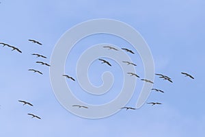Flock of Demoiselle cranes soaring in the sky.