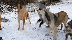 A flock of different homeless hungry dogs fed by a teenage guy on the street in the park in winter on the snow