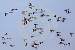 Flock of different species of duck