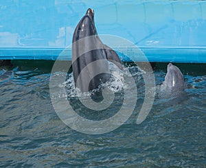 a flock of dolphins jump out of the water. dolphins show in the pool