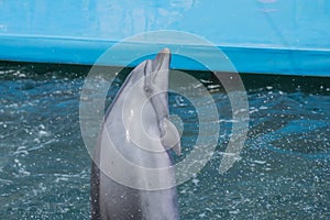 a flock of dolphins jump out of the water. dolphins show in the pool