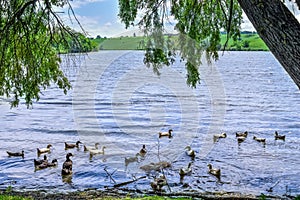 A flock of domestic ducks swims in the pond under the willow branches. Rural lake with waterfowl birds on a sunny spring summer