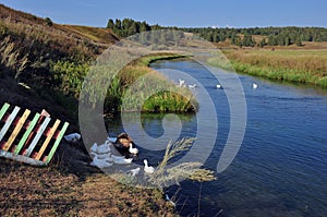 A flock of domestic geese in the Iren River near the hydrogen sulfide spring Manchibay takes healing baths. Sultry summer in the W