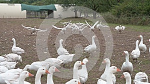 Flock of domestic geese pasturing and flying at a farm in Darmstadt, Germany