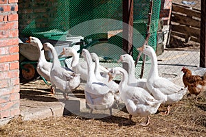 A flock of domestic geese returns from a walk to the farm's animal and bird pen on a sunny spring day. Aviculture.