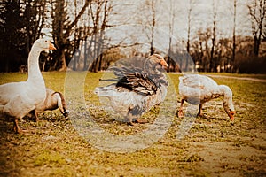 A flock of domestic geese is seen strolling in the countryside and grazing on grass on an autumn day. The agriculture and rural