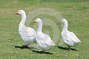 A flock of domestic geese walking in the meadow