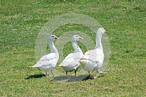 A flock of domestic geese walking in the meadow