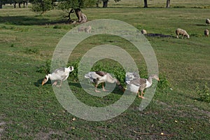 Flock of domestic geese walks and grazes in the corral for the animals and birds Farm. aviculture