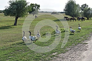 Flock of domestic geese walks and grazes in the corral for the animals and birds Farm. aviculture