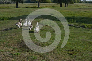 Flock of domestic geese walks and grazes in the corral for the animals and birds Farm. aviculture