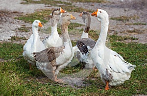 Flock of domestic geese walks and grazes in the corral for the animals and birds Farm. aviculture.