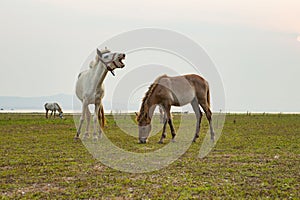 Flock of domestic horse eating green grass in field