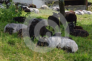 A flock of domestic sheep lay down under a tree in the shade of a pasture