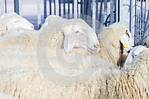 Flock of domestic sheeps