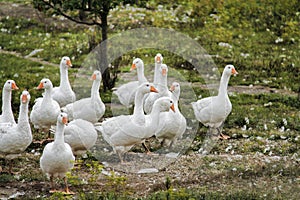 The flock photo