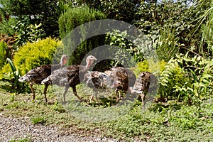 Flock of domesticated gobblers graze on a green backyard in the countryside on a summer sunny day.