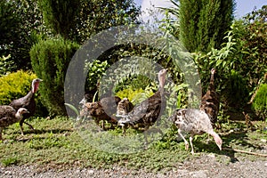 Flock of domesticated gobblers graze on a green backyard in the countryside on a summer sunny day.