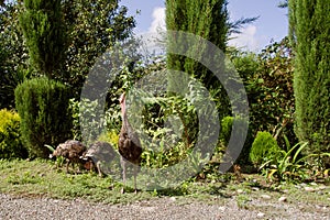 Flock of domesticated gobblers graze on a green backyard in the countryside on a summer sunny day. photo