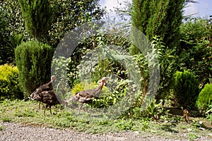 Flock of domesticated gobblers graze on a green backyard in the countryside on a summer sunny day. photo