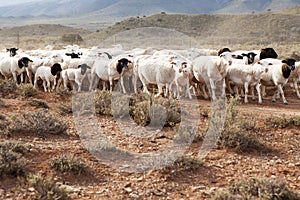 A flock of Dormer sheep walking on gravel road