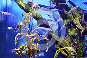 a flock of double-billed Indian glass catfish Kryptopterus bicirrhis in blue water