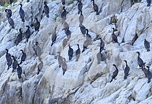 Flock of double-crested Cormorants on cliff in Glacier Bayï¼ŒAlaska