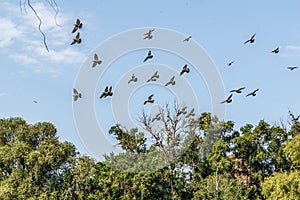 A flock of doves flies against the background of the blue sky above the trees