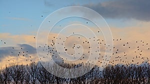 Flock of doves flying above bare winter trees on an evening sky with soft clouds