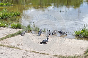 Flock of doves taking shower and drinking water in pond. Spring sunny day. Birds background.