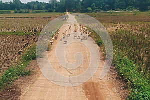 Flock of Duck crossing the road