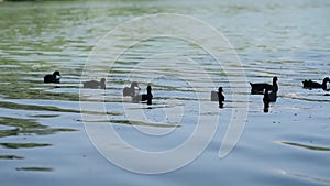 Flock Of Duck In River