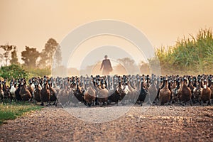 Flock of ducks with agriculturist herding on dirt road