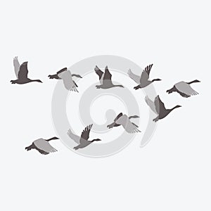 A flock of ducks. A cartoon flock of birds. Vector illustration of flying birds. Drawing for children. photo