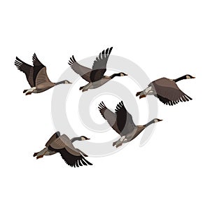 A flock of ducks. A cartoon flock of birds. Vector