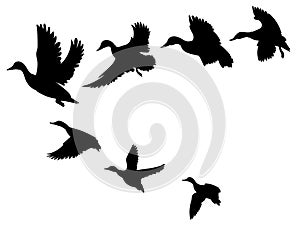 Flock of ducks. A cartoon flock of birds. Vector illustration of flying birds. Drawing for children.