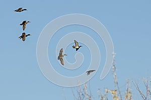Flock of Ducks Coming In For Landing in the Wetlands