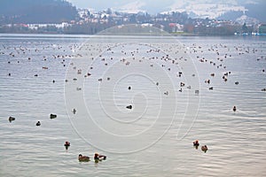 Flock of ducks diving on the lake