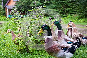 A flock of ducks and drakes at the pond in the village