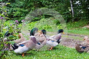 A flock of ducks and drakes at the pond in the village