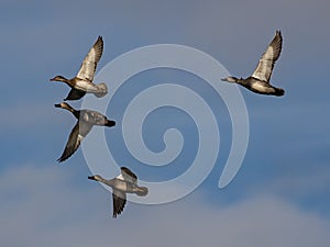 Flock of ducks flying under blue cloudy sky
