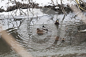 Flock ducks on frozen pond in snowy park. wintering ducks.